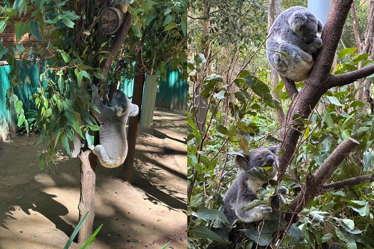 澳洲9日遊。黃金海岸、布里斯本必去景點!抱無尾熊、看螢火蟲、搭遊艇出海餵海鷗!鴻大旅行社。 - 第2張圖 澳洲9日遊。黃金海岸、布里斯本必去景點!抱無尾熊、看螢火蟲、搭遊艇出海餵海鷗!鴻大旅行社。