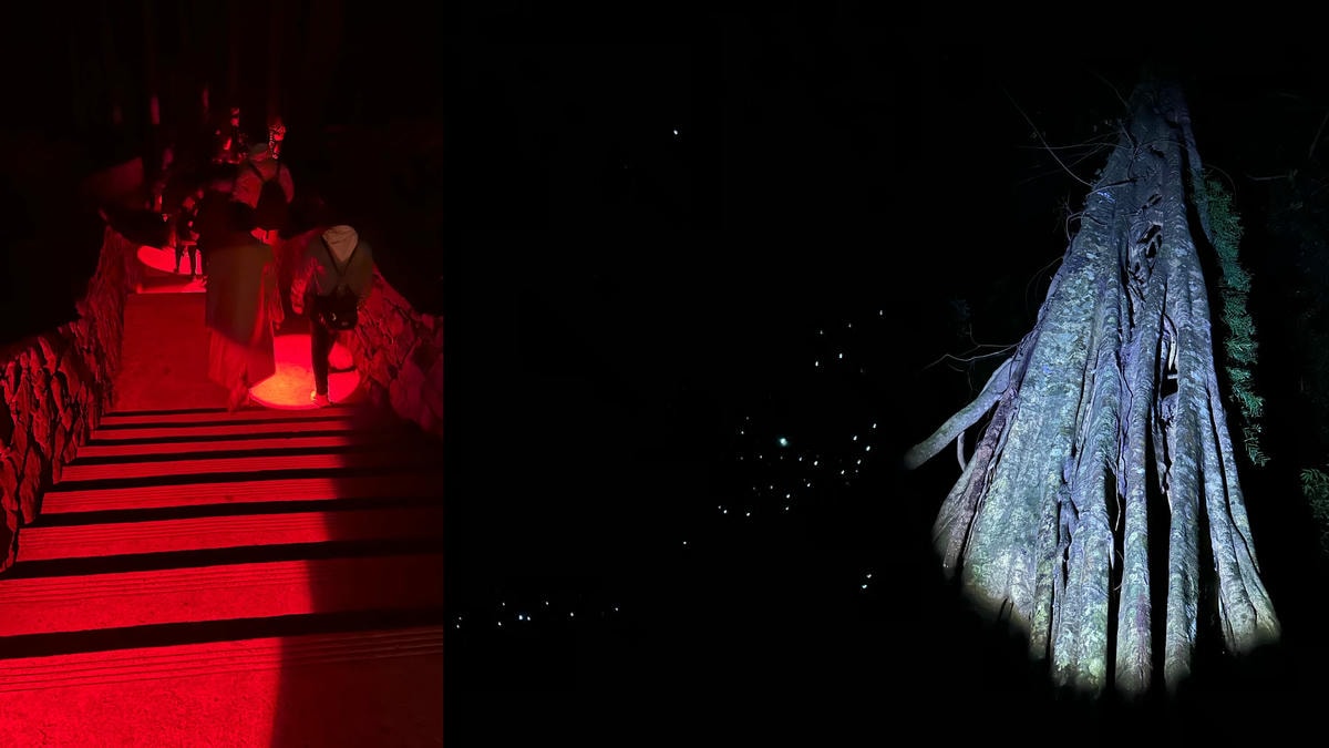 澳洲9日遊。黃金海岸、布里斯本必去景點!抱無尾熊、看螢火蟲、搭遊艇出海餵海鷗!鴻大旅行社。 - 第12張圖 澳洲9日遊。黃金海岸、布里斯本必去景點!抱無尾熊、看螢火蟲、搭遊艇出海餵海鷗!鴻大旅行社。